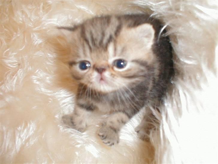 Exotic Pythagoras Talulah Baby billede 2