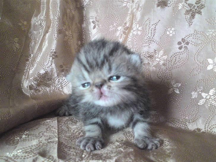 Exotic Pythagoras Talulah Baby billede 3