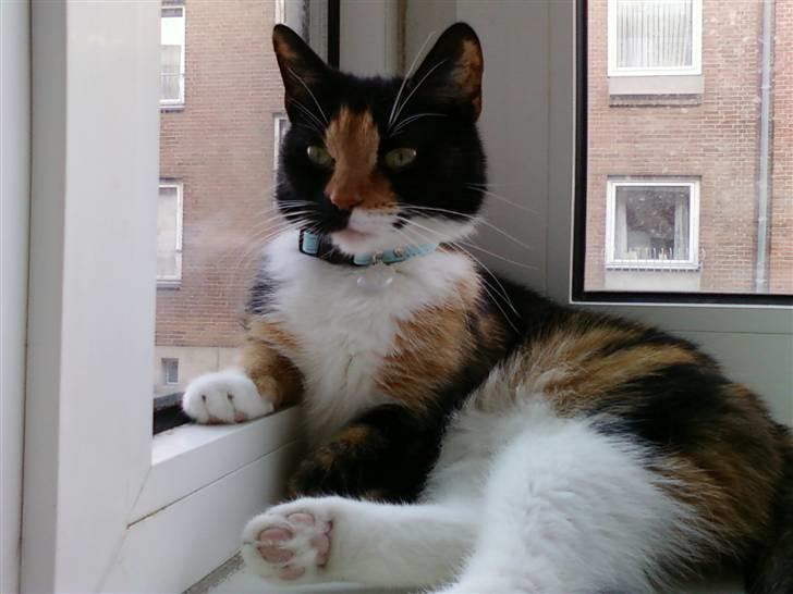 Blanding af racer Baby billede 7