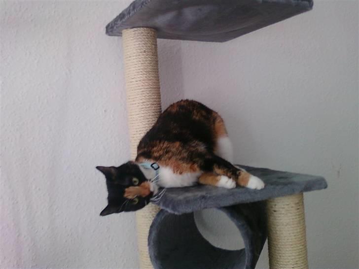 Blanding af racer Baby billede 8