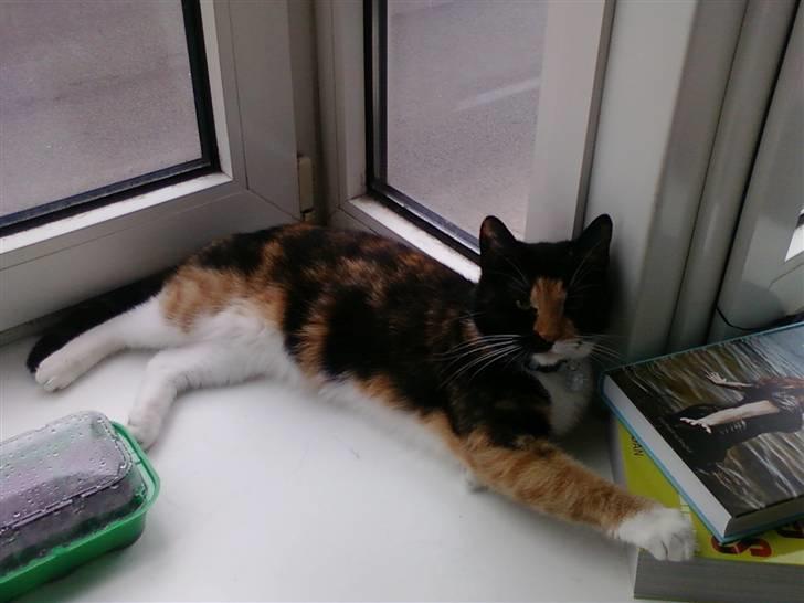 Blanding af racer Baby billede 9