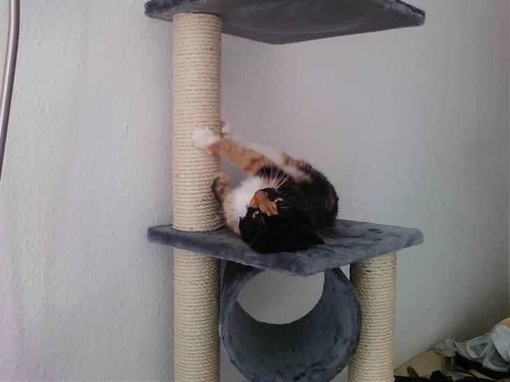 Blanding af racer Baby billede 10