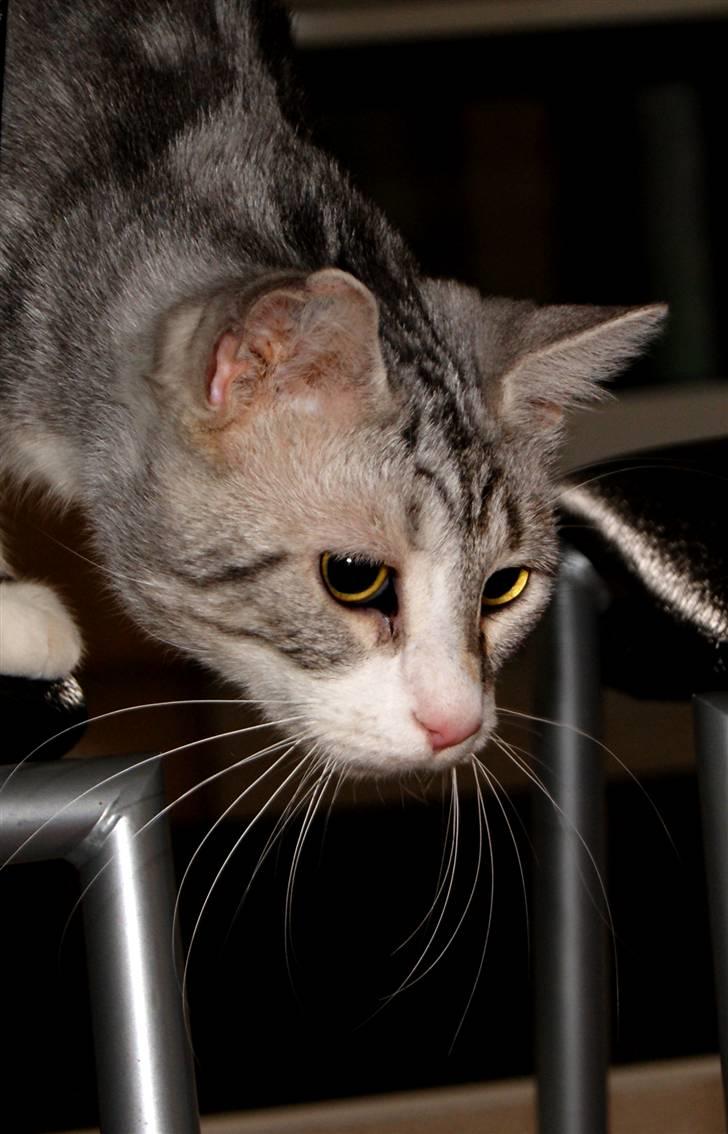 Blanding af racer Turbo #RIP# billede 6