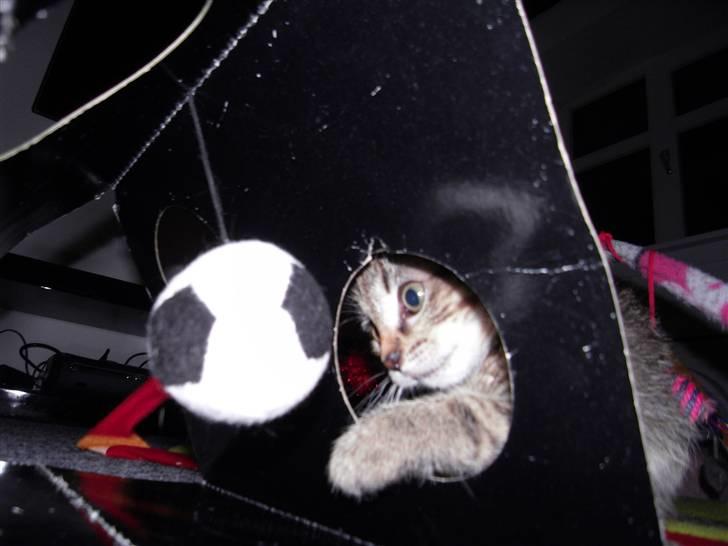 Blanding af racer Mogens - En kommende fodboldstjerne billede 6