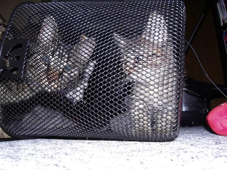 Blanding af racer Don Ø <3 R.I.P. :'( billede 2