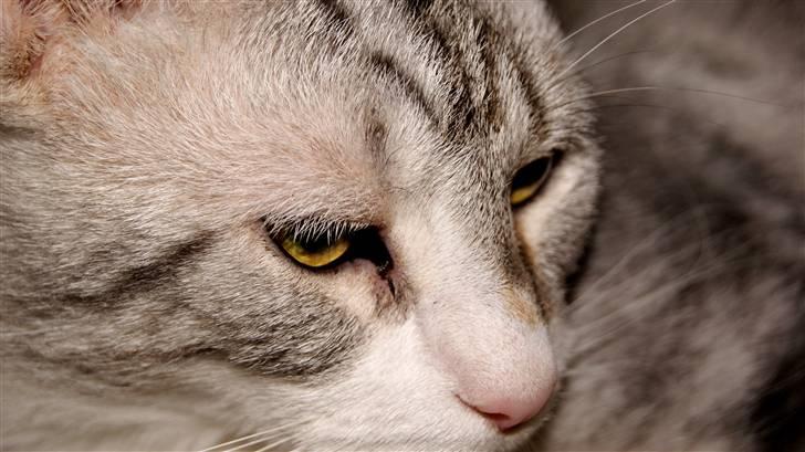 Blanding af racer Turbo #RIP# billede 7