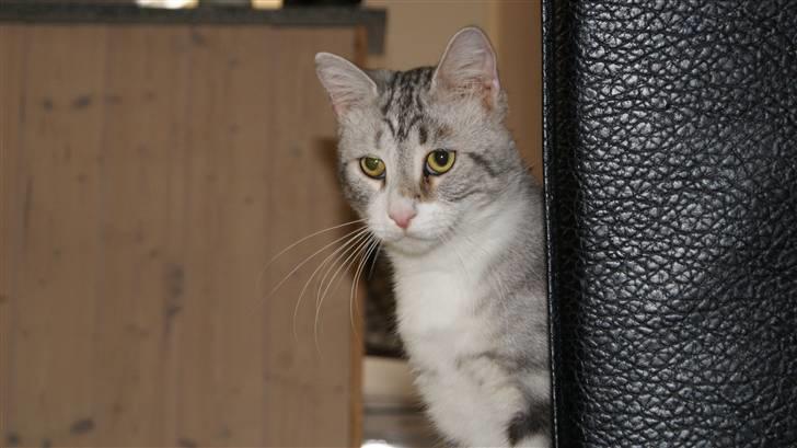 Blanding af racer Turbo #RIP# billede 8