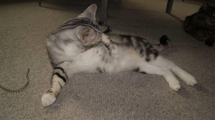 Blanding af racer Turbo #RIP# billede 9