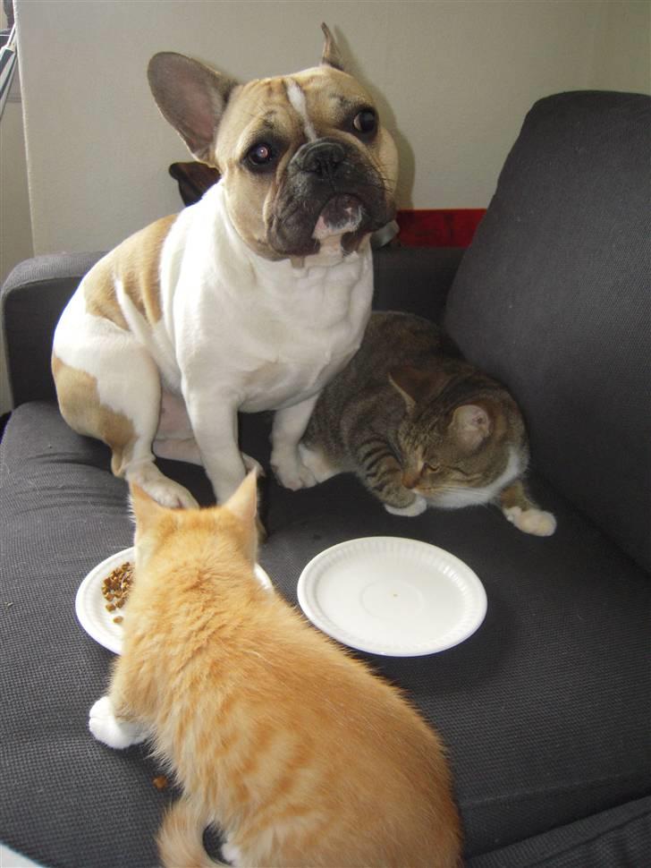 Maine Coon Chiller billede 14