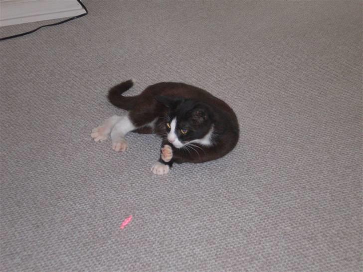 Huskat Freya R.i.p billede 18