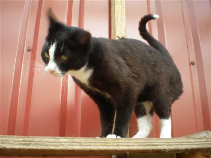 Huskat Freya R.i.p - taget  d. 25-10-10 billede 19