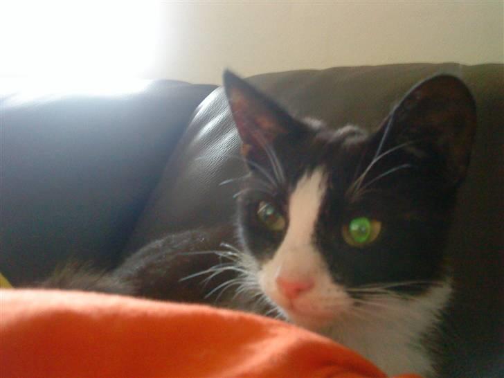 Huskat Freya R.i.p billede 20