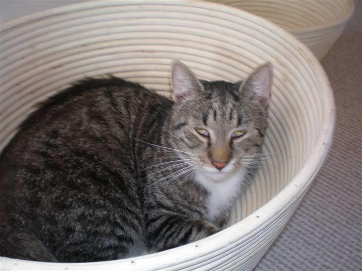 Blanding af racer Oskar billede 18