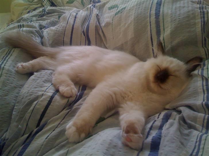 Hellig Birma Balou - Den første dag hos os faldt Balou i søvn efter at have mødt de andre og set hele huset :-) billede 2