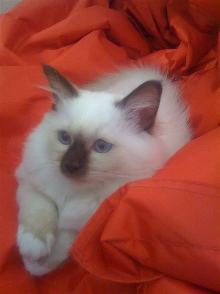 Hellig Birma Balou billede 3