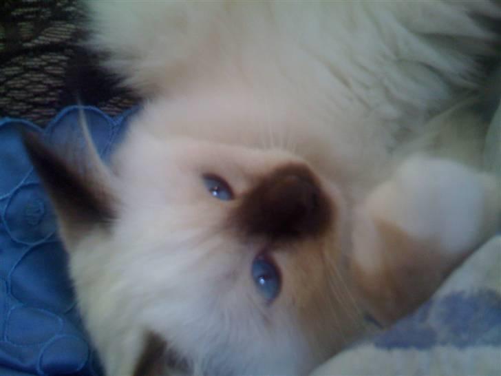 Hellig Birma Balou - Øjne så blå... billede 4