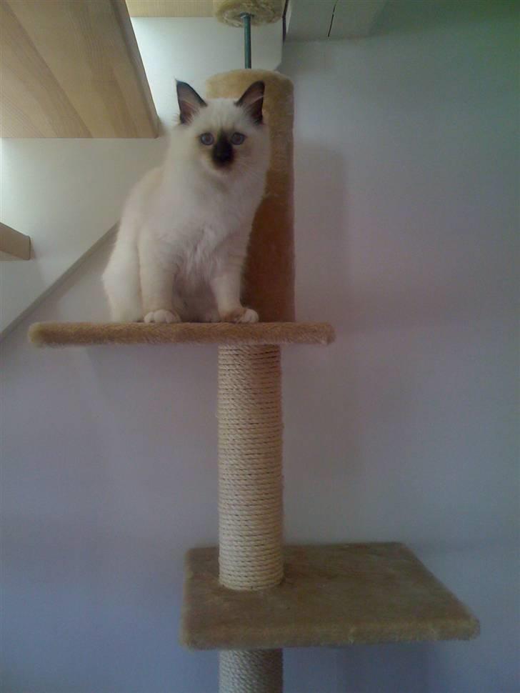 Hellig Birma Balou - Så fik Balou lige prøvet kattetræet :-) billede 5