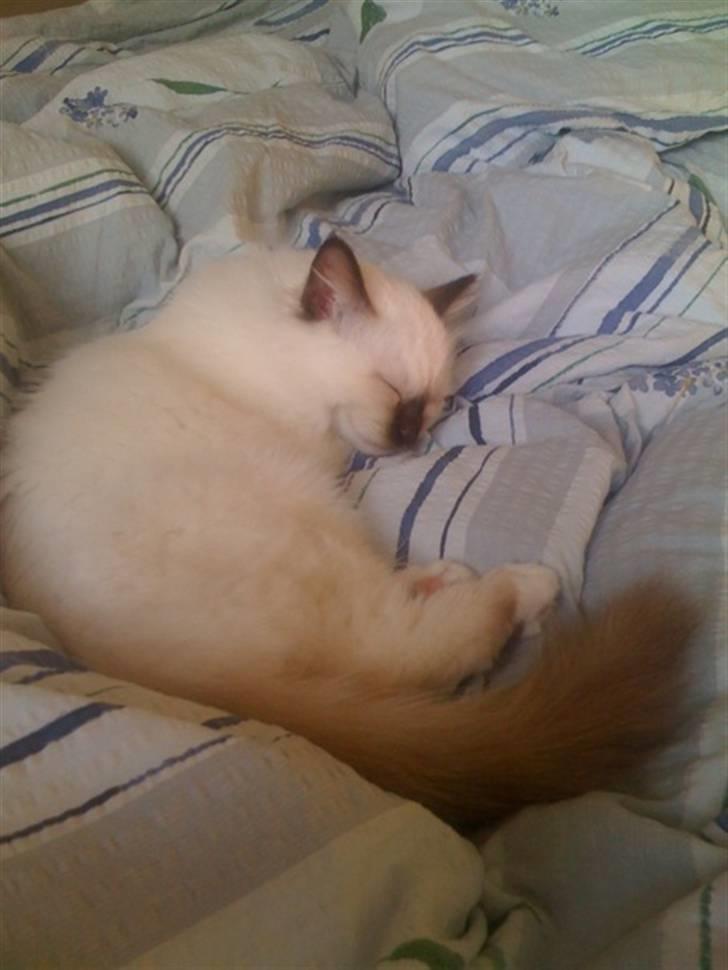 Hellig Birma Balou - Ahh at sove hos mor og far i soveværelset... billede 6