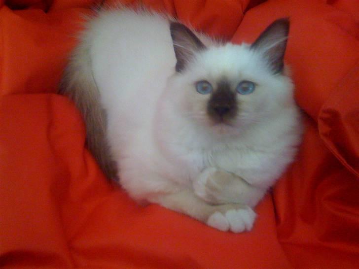 Hellig Birma Balou billede 7