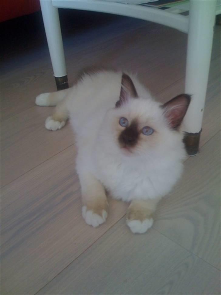 Hellig Birma Balou billede 8