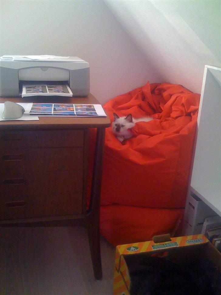 Hellig Birma Balou - Lille smukke Balou :-) billede 9