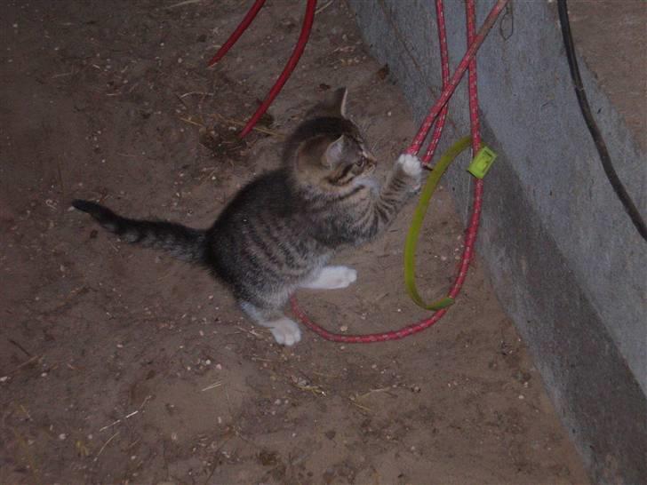 Huskat Jolle - Rip billede 6