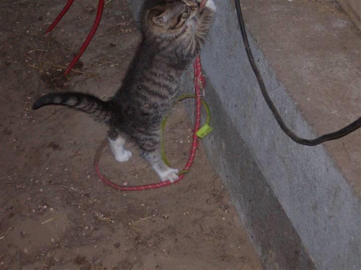 Huskat Jolle - Rip billede 7