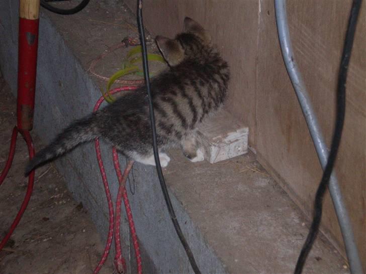 Huskat Jolle - Rip billede 8