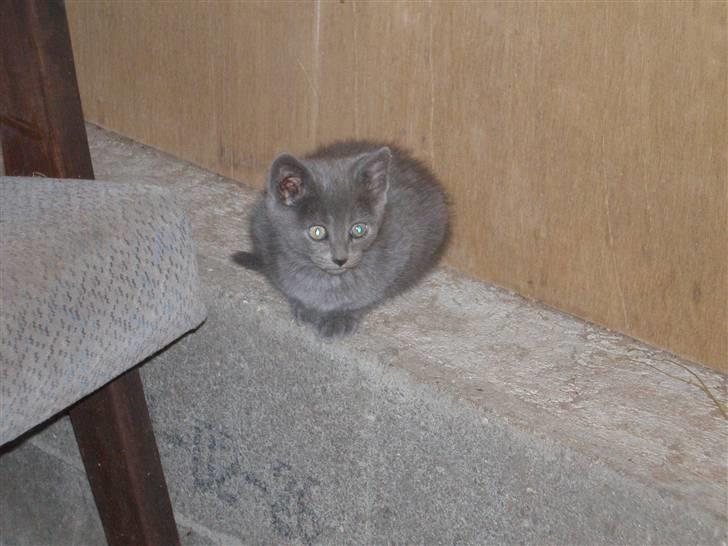 Huskat Tottie R.i.p. billede 7