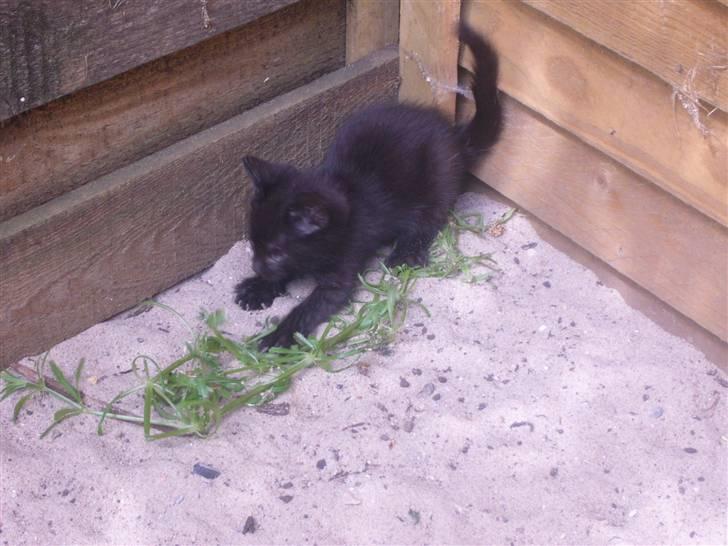 Huskat oliver billede 1