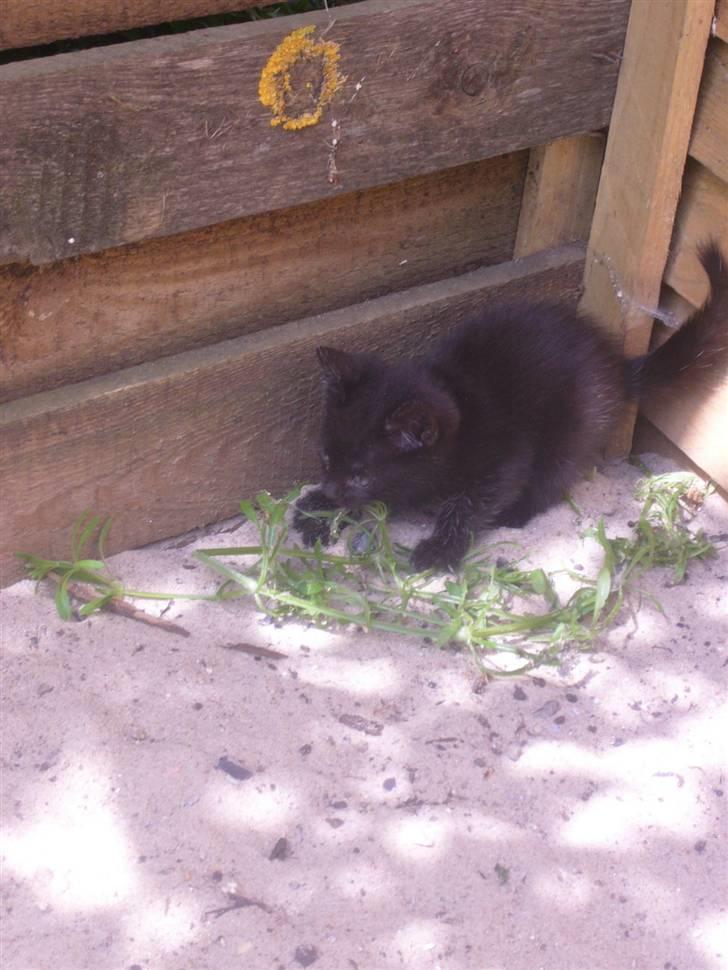 Huskat oliver billede 2