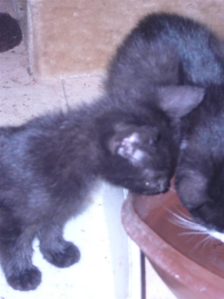 Huskat oliver billede 3