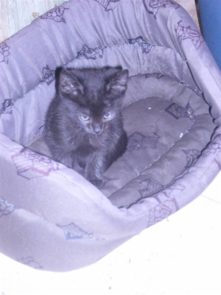 Huskat oliver billede 4