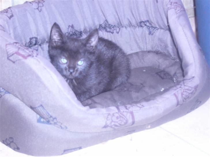 Huskat oliver billede 5