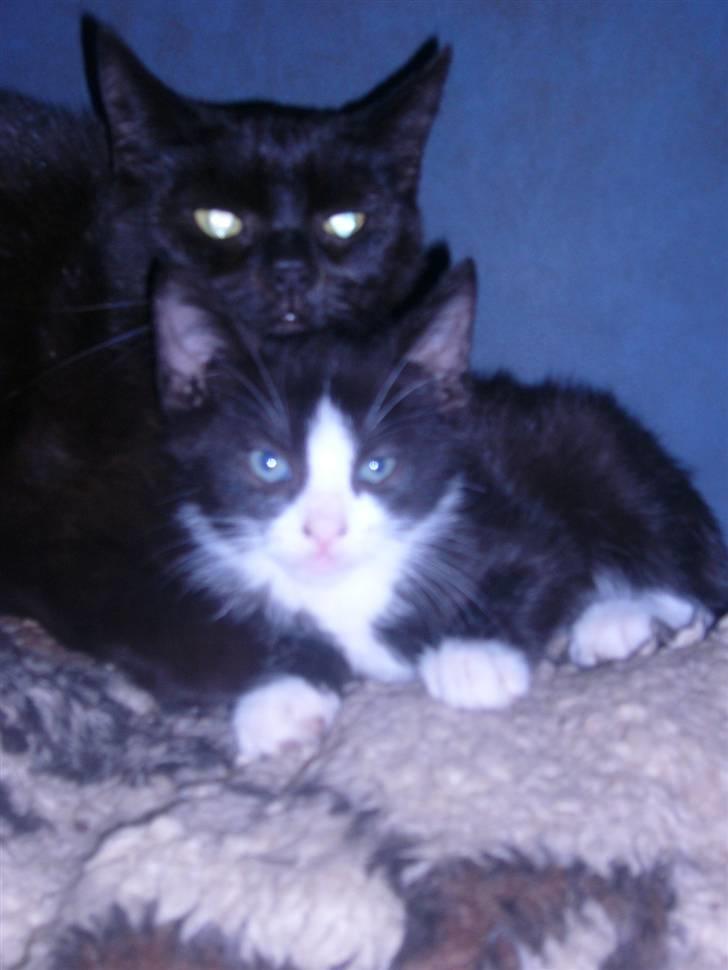 Huskat bølle  billede 13