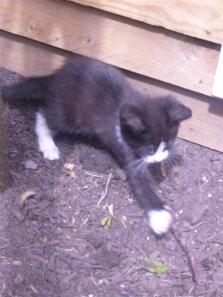 Huskat bølle  billede 14