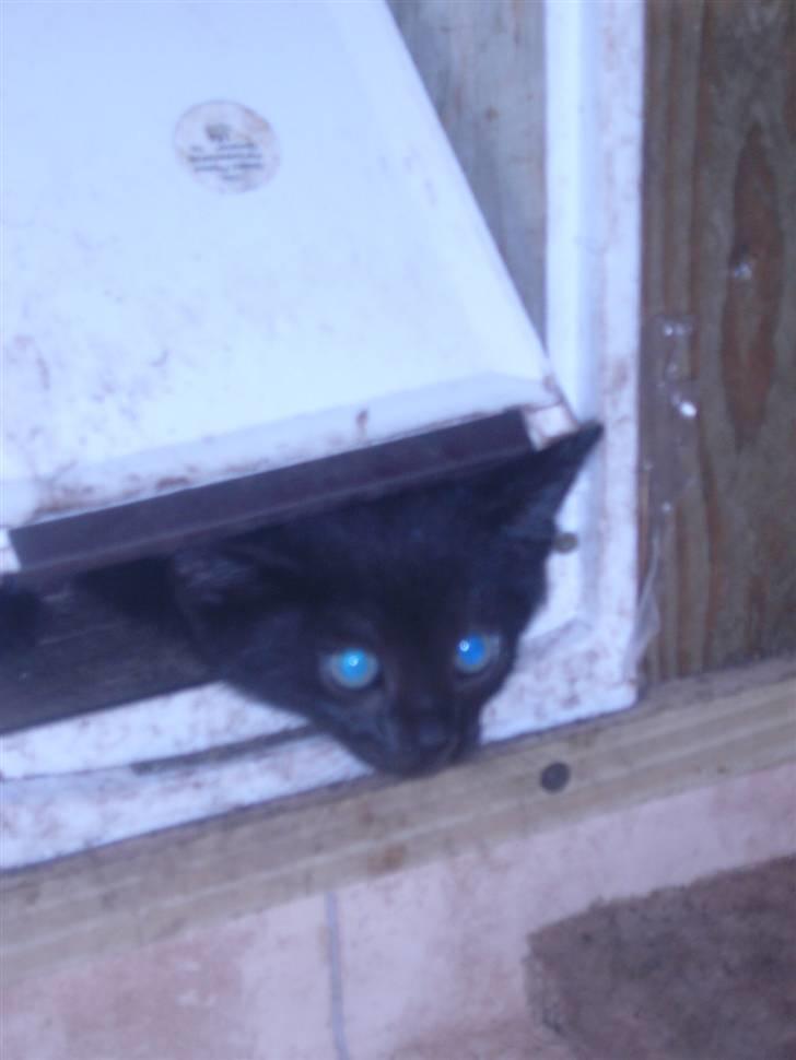 Huskat oliver billede 6