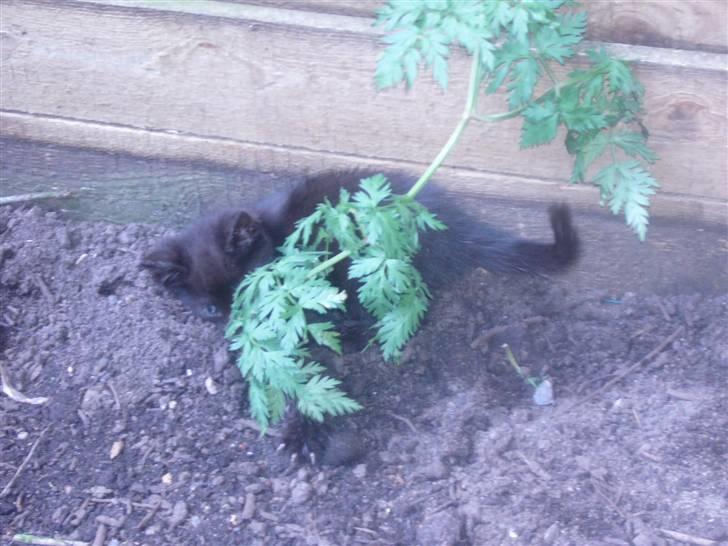 Huskat oliver billede 7