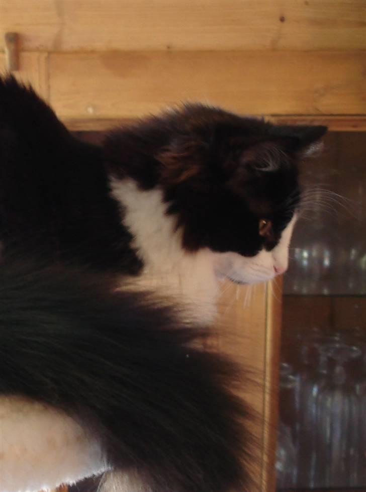 Norsk Skovkat Billie Braveheart billede 9