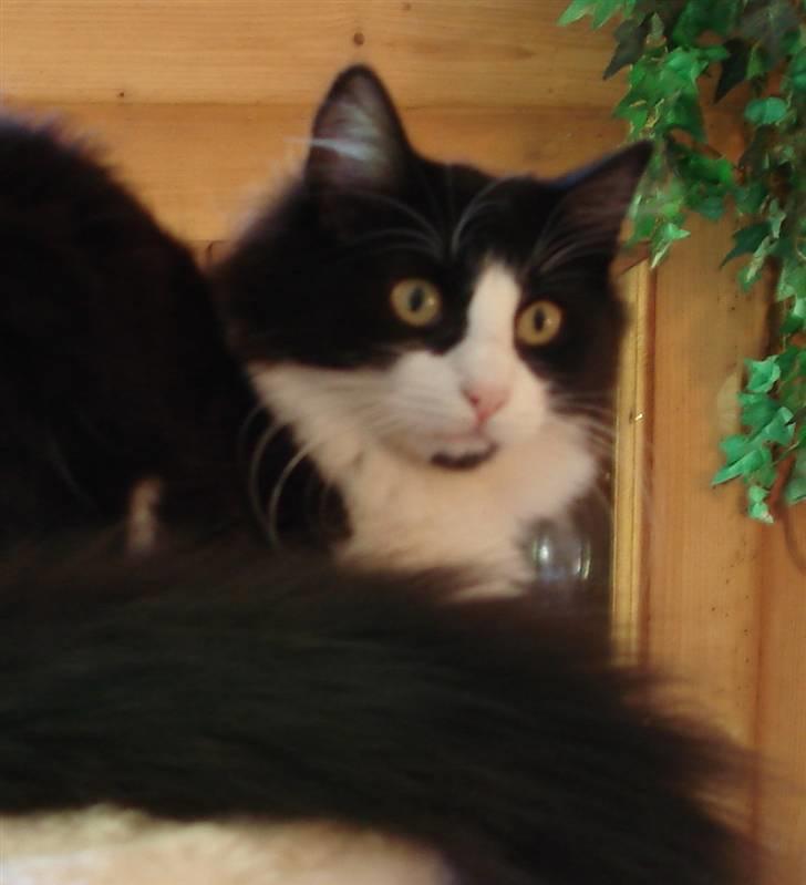 Norsk Skovkat Billie Braveheart billede 10