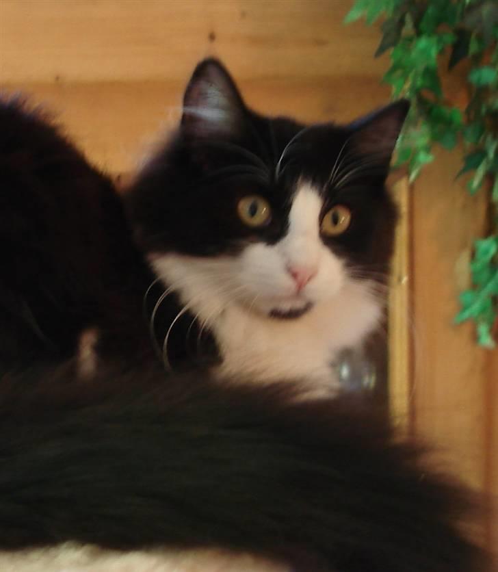 Norsk Skovkat Billie Braveheart billede 11