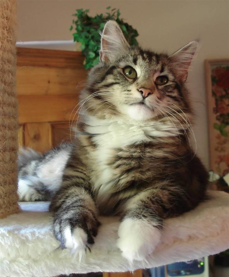 Norsk Skovkat DK H.M Cats Dancing Queen billede 10