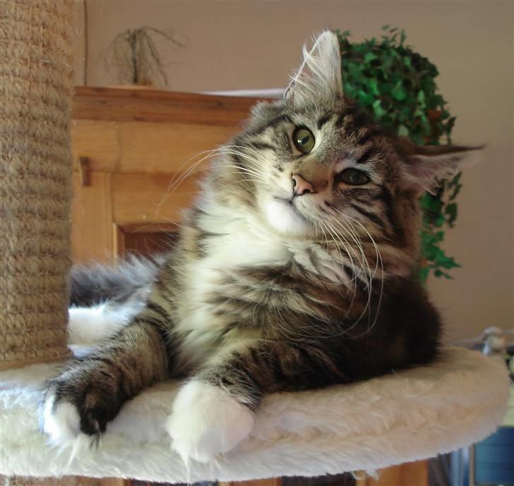 Norsk Skovkat DK H.M Cats Dancing Queen billede 11