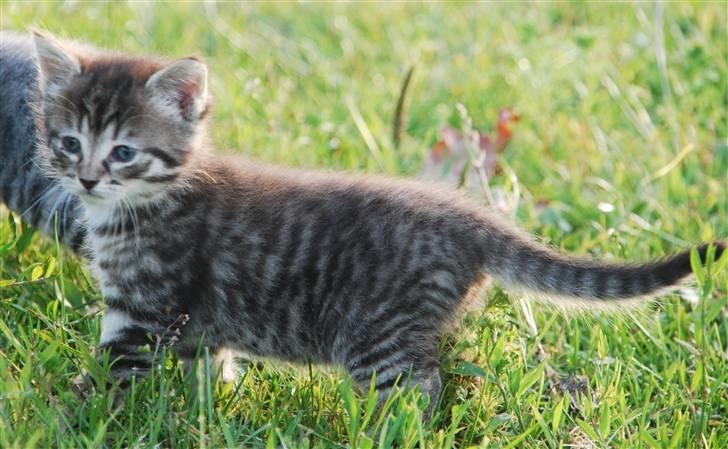 Huskat Hegnsholts Sally <3 - Smukke Sally d. 23. juni 2009 :D billede 5