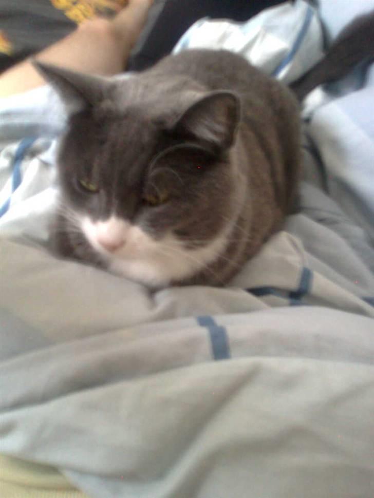 Huskat simba billede 9