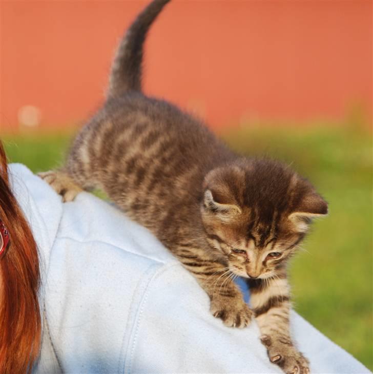 Huskat Hegnsholts Sally <3 - Sally kravler på min skulder :b billede 7