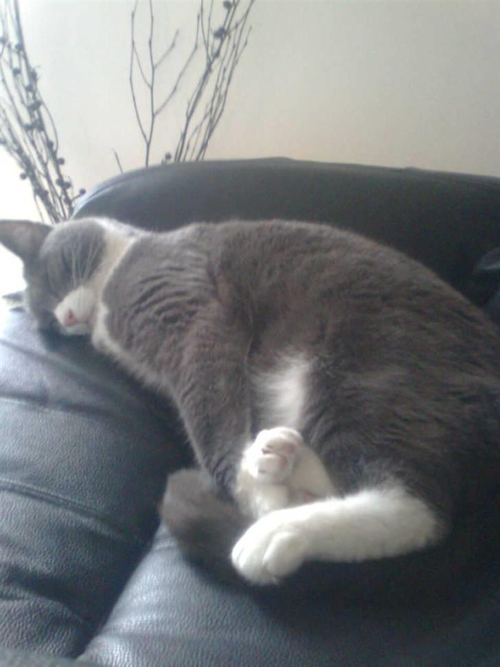 Huskat simba billede 10