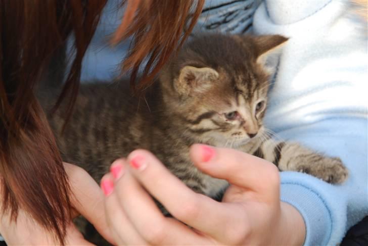 Huskat Hegnsholts Sally <3 - Sally i min hånd <3 billede 8