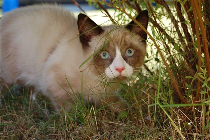 Huskat Lucca Lemon - Smuksakken Lucca billede 1