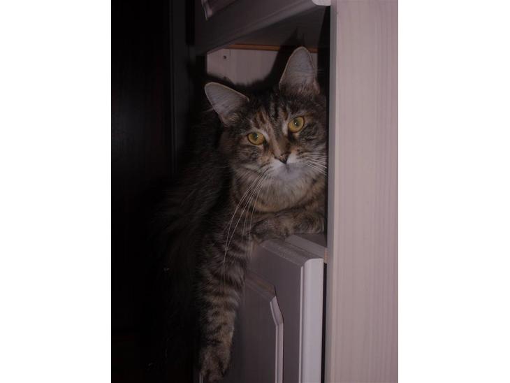 {{currentPhoto.altText}} billede {{currentPhoto.number}}